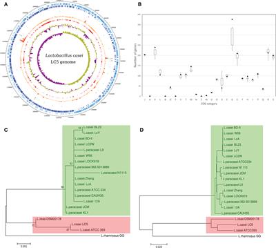 Complete Genome Sequence of Lactobacillus casei LC5, a Potential Probiotics for Atopic Dermatitis